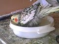 mi ninfa (cockatiels) Ba�andose!