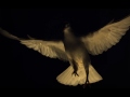 White dove