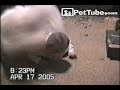 Funniest Pets  People brings you...