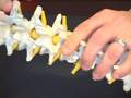 Chiropractic Adjustment Information : Cracking Sound in Chiropractic Adjustments