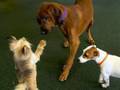 title="Doggy
