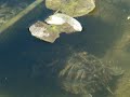 Squirtle Swims in the Pond