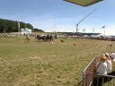 Donau-Alpen-Pokal 2008: Brigitte Sp�rri im Hindernisfahren