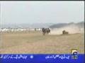 Ox Race in Punjab