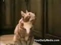 Gatos que falam!