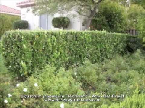 how to fertilize privet hedges