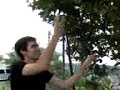 Armando corta naranjas