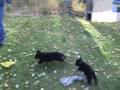 U Litter 6 1/2 Wks: Working German Shepherd pups!