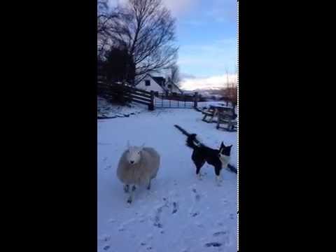 This adorable little lamb has no idea she isn't a dog