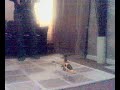 Honey bee king 2 Living Room Honey bee king 2 Living Room