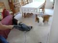 Out Of Control Shelties: Top 10 Things That Set Them Off