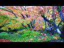 Queen Elizabeth Park, Vancouver BC