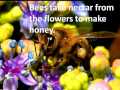 Honey Bee - Teach Your Kids About The Amazing Busy Buzzing Insect Honey Bee - Teach Your Kids About The Amazing Busy Buzzing Insect