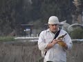 Falconry - American Kestrel chasing away Red-tailed Hawk
