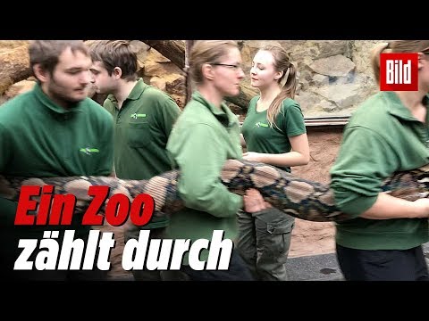 Dresden: Inventur im Dresdner Zoo - eine Python-Dame  ...