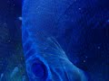 Wild Discus Breading Wild Discus Breading