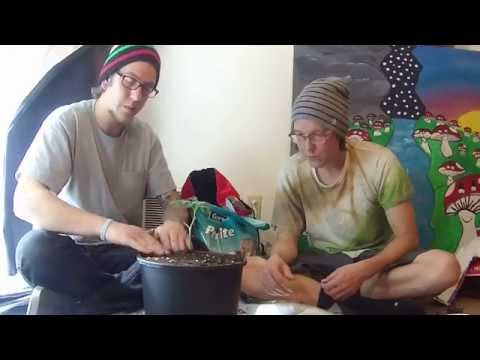how to transplant cannabis