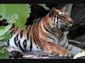 Lion vs Tiger The Ultimate Fight 2.wmv