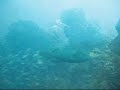 Dive: Bremer Bay Dive: Bremer Bay