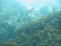 Dive: Bremer Bay