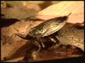 Cape Ann Vernal Pond Team Video 2