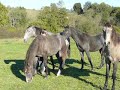 visite au pré des petits mâles de 1 an et 1/2 (Suerté, Sultao, Salto, Sertao)