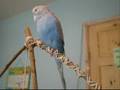 Budgie with cockatiel sounds