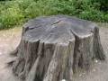 Life Cycles.wmv