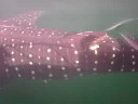 whale shark tour