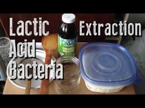 how to isolate lactobacillus from curd