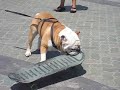 Tyson the Skateboarding Bulldog