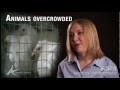 Curb the Cruelty. Canada's Animal Transport System Is in Need of Repair, By WSPA Canada.
