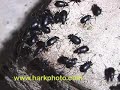 Beetle invasion in Texas Yuck!! Nasty!!!!
