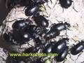 Beetle invasion in Texas Yuck!! Nasty!!!!