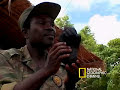 Gorilla Poaching Gorilla Poaching