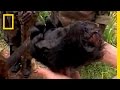Gorilla Poaching