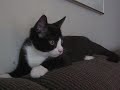 My Cat Keewee