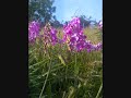 Walkies with Willow - Coaley Peak