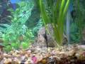 primeiros habitantes de aquario de 45 lts....2 acarás bandeiras e 3 mato grossos 