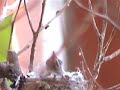 Hummingbird babies Hummingbird babies