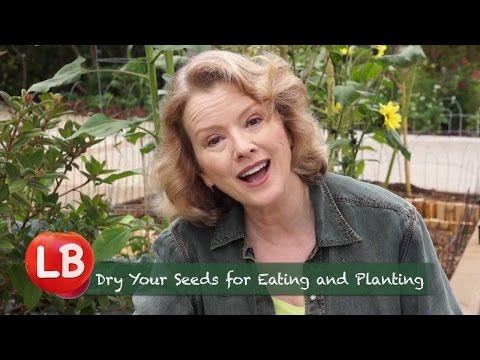sunflowers - Kaye grows the happiest flowers in the world, sunflowers, for the first time along the street and cautions what to watch out for, like wind! Turns out, the h...