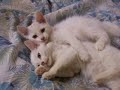Gatitos Irm�os da Melinda