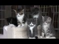 Kittens Watching A Dog Fight