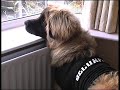 Security Issues? (Leonberger)