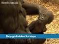 Baby gorilla takes first steps