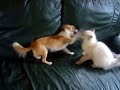 Ragdoll kitten and Chihuahua ( fun) Ragdoll kitten and Chihuahua ( fun)