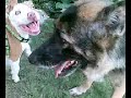 pitbull fight