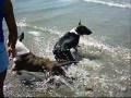 Bulls na Praia.wmv