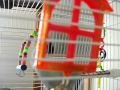 Talking English Budgie says Peek a boo and coughs