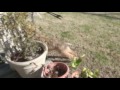 Wheaten terriers running around